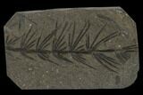 Fossil Pennsylvanian Horsetail (Asterophyllites) - France #114632-1